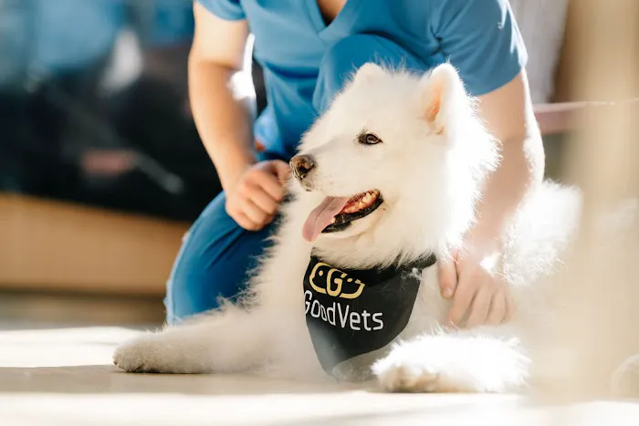 GoodVets South Denver 12