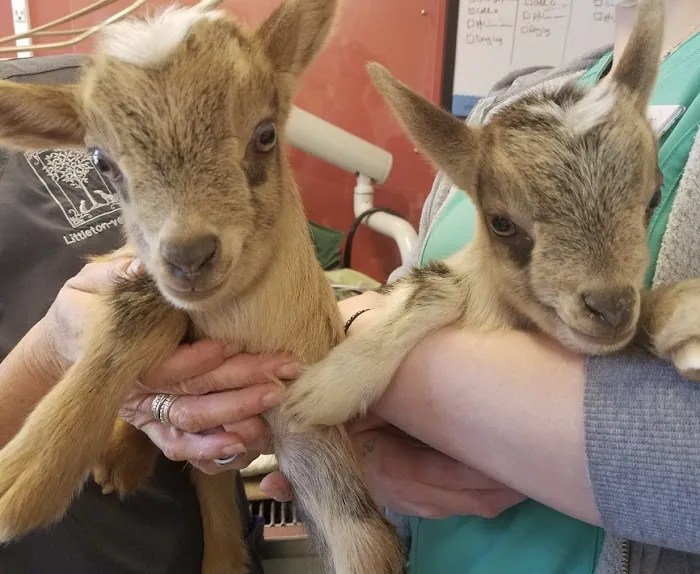 Littleton Veterinary Clinic 12