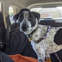 Broadway Estates Veterinary Clinic ico