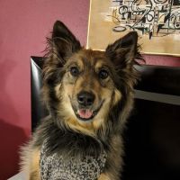 Greenwood Village Veterinary Clinic ico