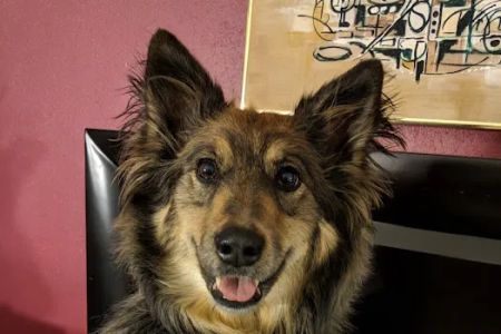 Greenwood Village Veterinary Clinic