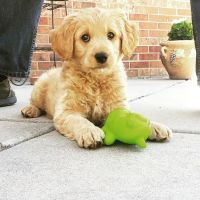 Advanced Veterinary Care of Greenwood Village ico