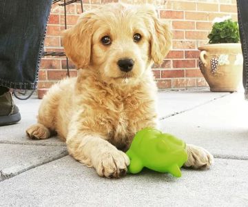 Advanced Veterinary Care of Greenwood Village