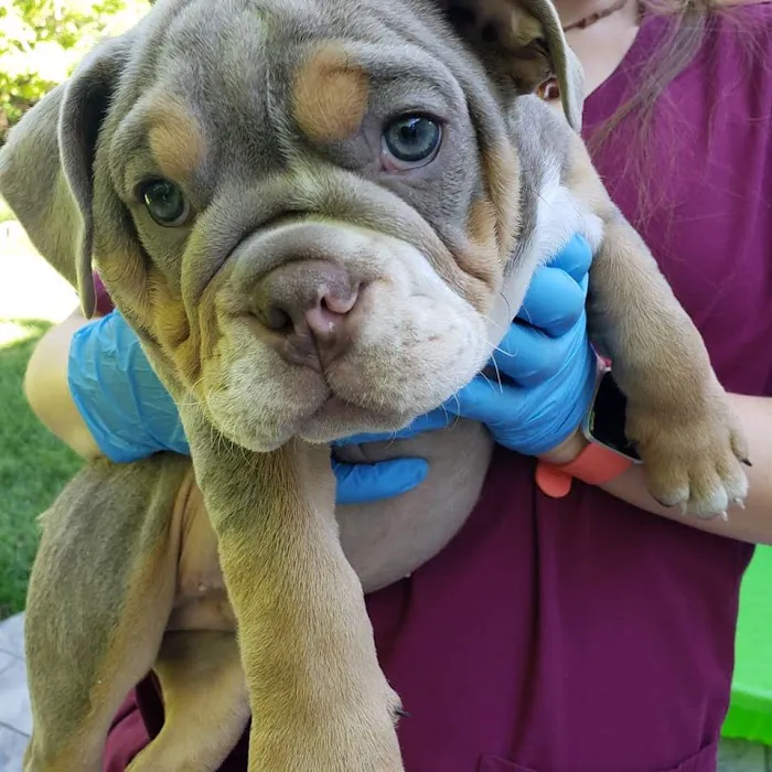 Advanced Veterinary Care of Greenwood Village 12
