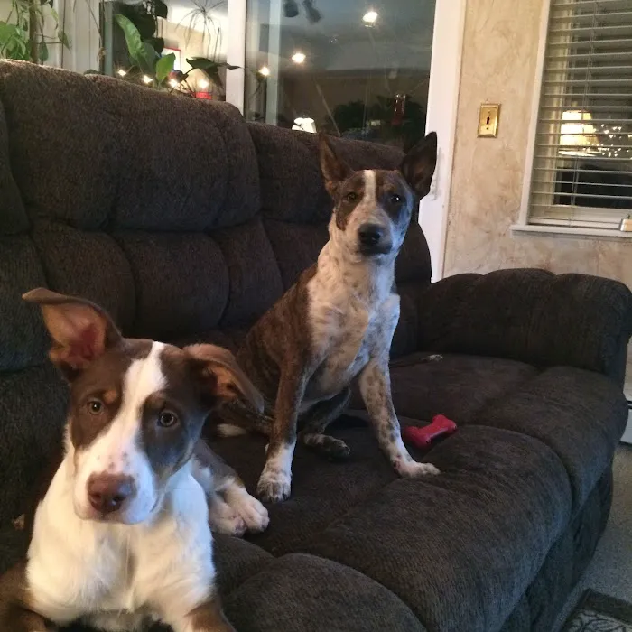 Advanced Veterinary Care of Greenwood Village 12