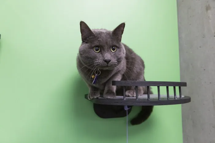 PetVet365 Pet Hospital Denver / University 12