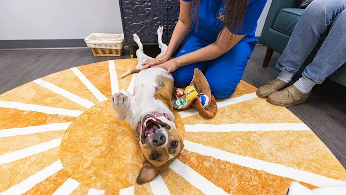 PetVet365 Pet Hospital Denver / University 12
