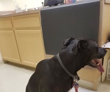 Belleview Animal Clinic