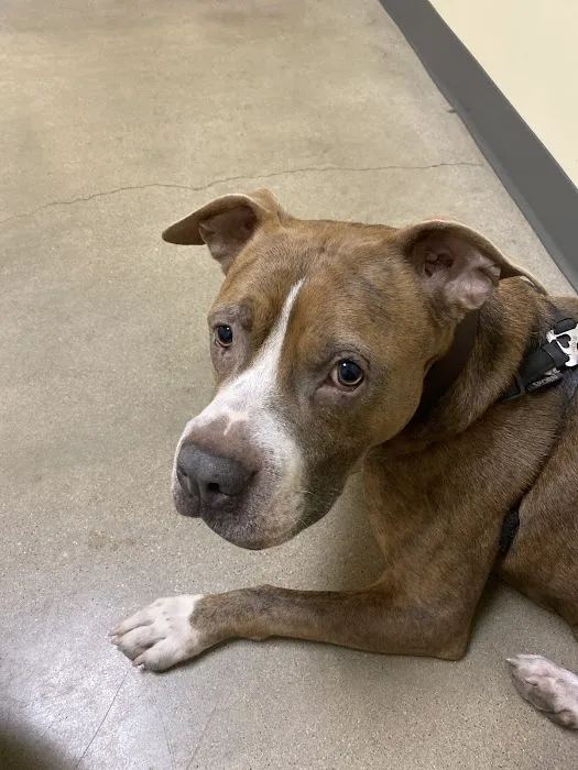 Vetco Total Care Animal Hospital 4