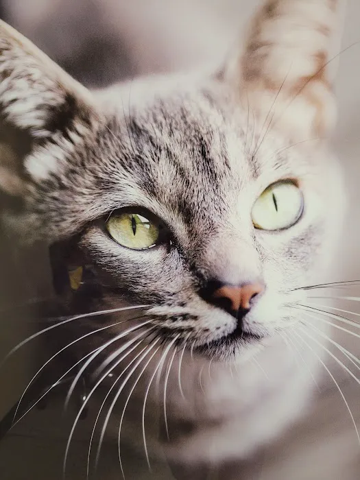 Vetco Total Care Animal Hospital 10