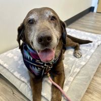 Harmony Veterinary Center ico