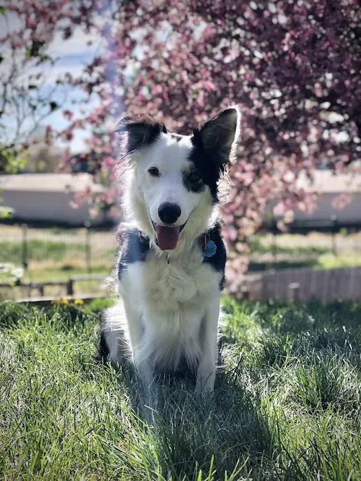Five Parks Animal Hospital 6