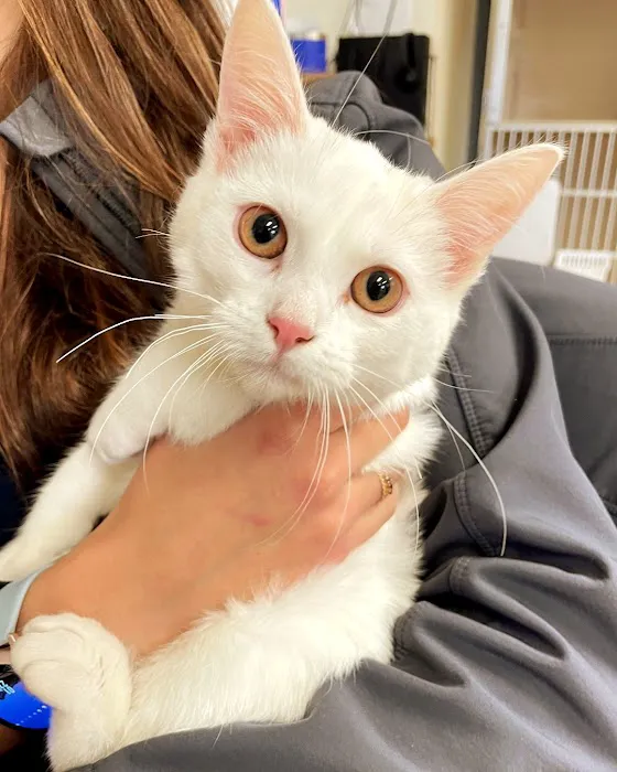 Laurel Veterinary Clinic 12