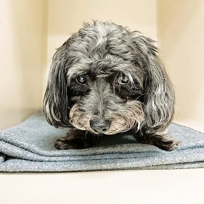 Laurel Veterinary Clinic 12