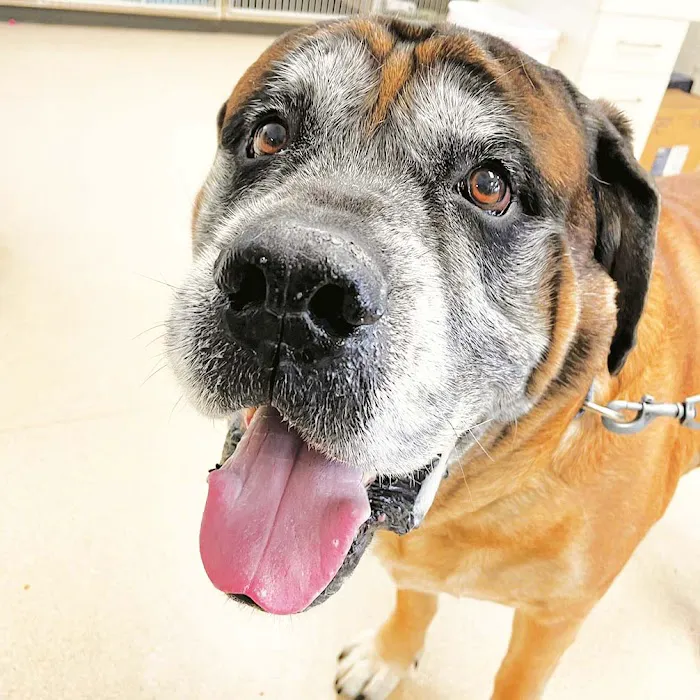 Laurel Veterinary Clinic 12