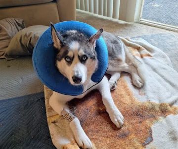 Northside Emergency Pet Clinic
