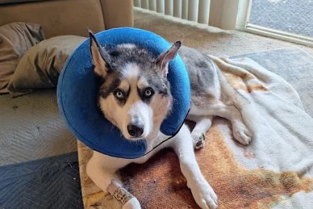 Northside Emergency Pet Clinic