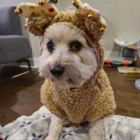 Hampden Family Pet Hospital ico