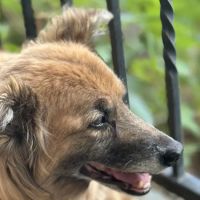 Wellshire Animal Hospital ico