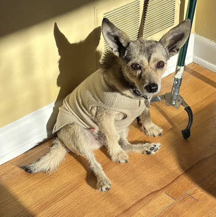 Wellshire Animal Hospital 2
