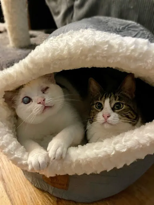 All Cat Clinic 12