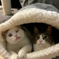 All Cat Clinic ico
