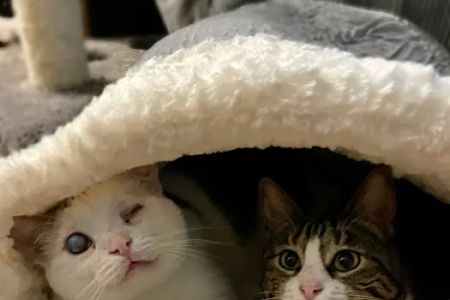 All Cat Clinic