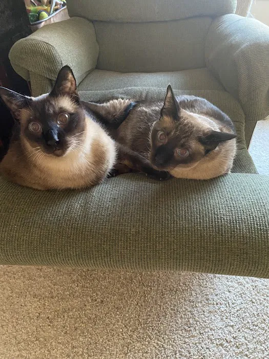 All Cat Clinic 12
