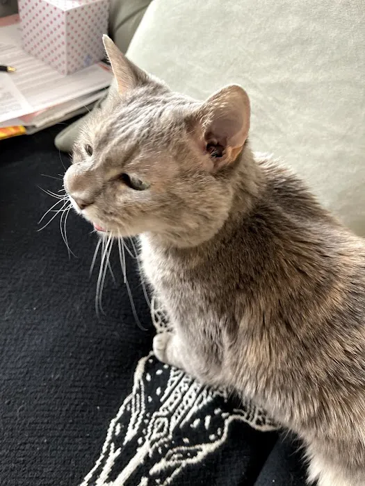 All Cat Clinic 12