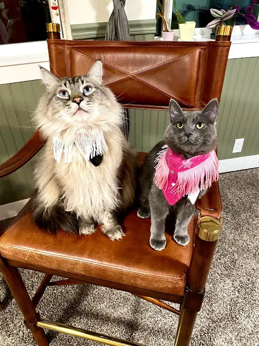 All Cat Clinic 12