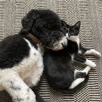 Denver Animal Hospital ico