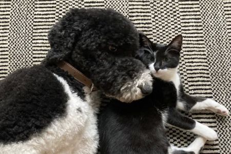 Denver Animal Hospital