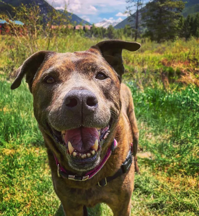 Denver Animal Hospital 12