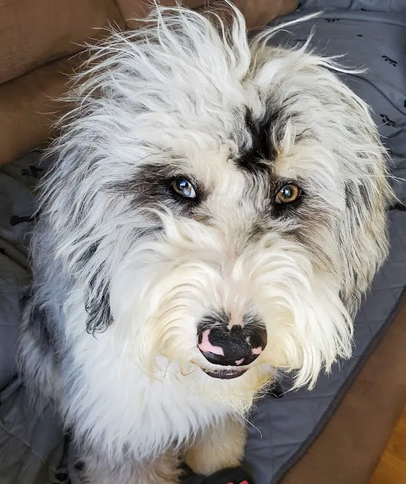 Belcaro Animal Hospital 1