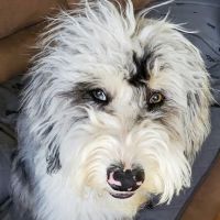Belcaro Animal Hospital ico