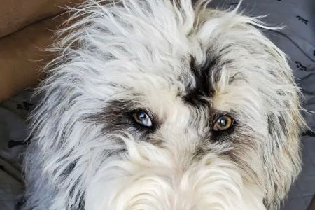 Belcaro Animal Hospital