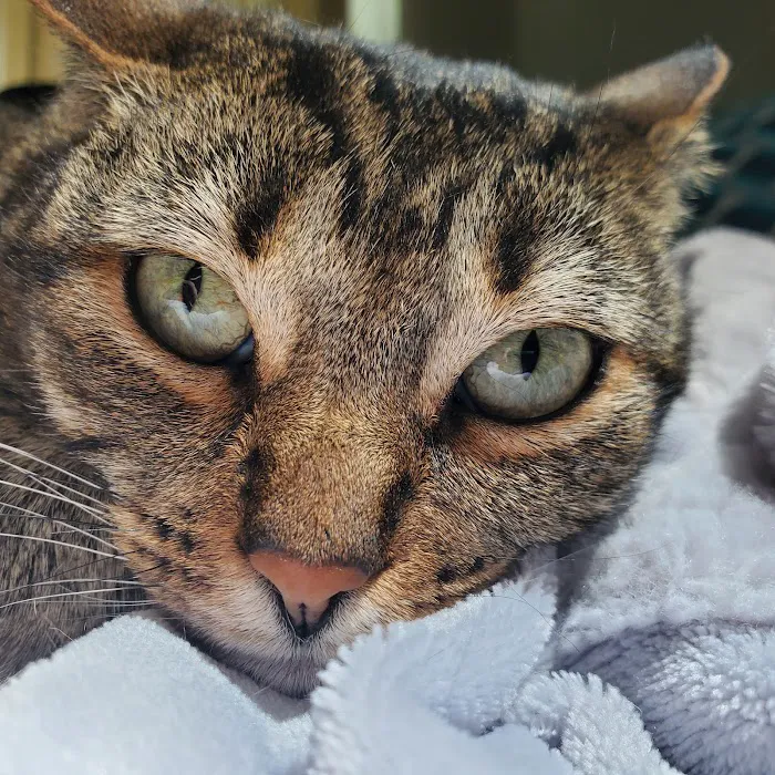 Belcaro Animal Hospital 6