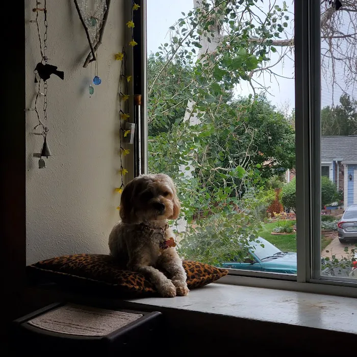 Belcaro Animal Hospital 4