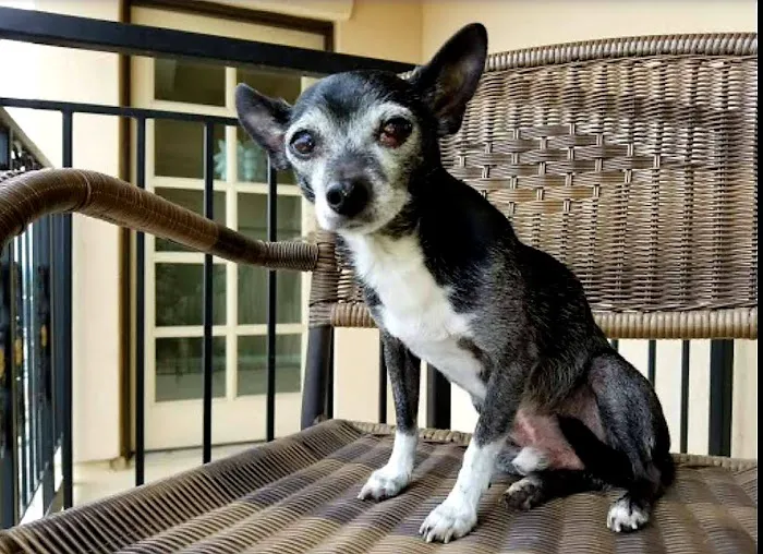 Banfield Pet Hospital 12
