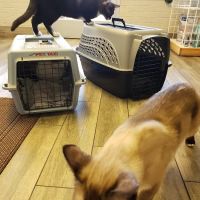 Woodlawn Veterinary Hospital ico