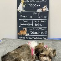 State Of The Heart Veterinary Care ico