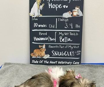 State Of The Heart Veterinary Care