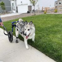 On TRAC Veterinary Care ico