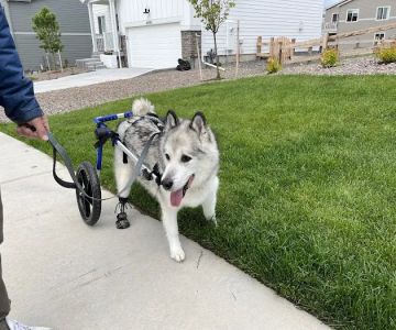 On TRAC Veterinary Care
