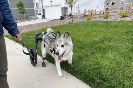 On TRAC Veterinary Care