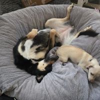 Coal Mine Animal Hospital ico