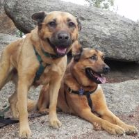 Littleton West Animal Hospital ico
