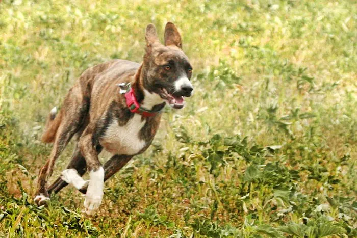 Littleton West Animal Hospital 5