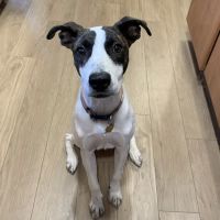 Bouton Veterinary Hospital ico