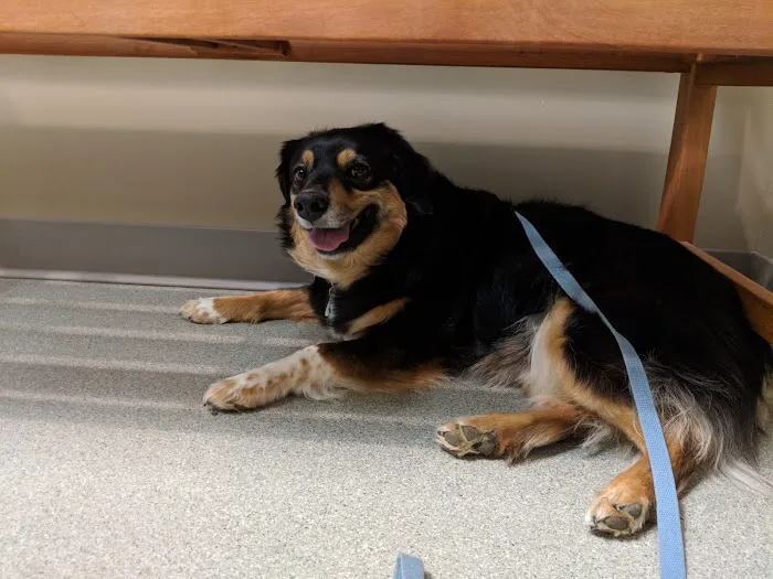 Littleton Paws Animal Hospital 12
